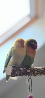 2 Dwergpegaaitjes (Fischeri) Gereserveerd, Dieren en Toebehoren, Vogels | Parkieten en Papegaaien, Meerdere dieren, Dwergpapegaai of Agapornis