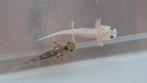 Prachtige Axolotl baby's te koop, Amfibie, 0 tot 2 jaar