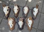 7 reeënschedels/geweien op schildje., Ophalen of Verzenden