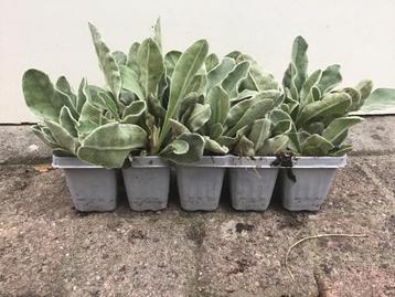 10 x Vaste plant. Lychnis coronaria 'Alba', prikneus beschikbaar voor biedingen