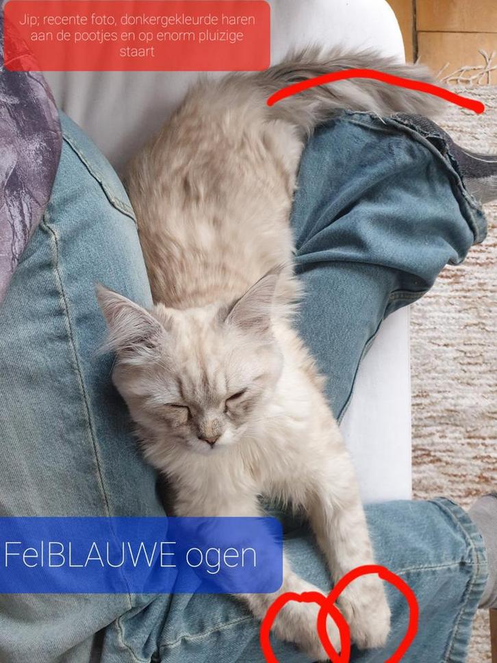 HOGE BELONING Ragdoll/Siberis Nijmeg Korenbloemstr di20 jan, Dieren en Toebehoren, Vermiste en Gevonden Dieren, Kat