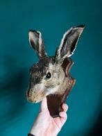 Opgezette Hazenkop taxidermie curiosa, Verzamelen, Dierenverzamelingen, Ophalen of Verzenden, Nieuw, Wild dier, Opgezet dier