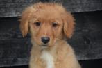 Nova scotia duck tolling retriever pups, Dieren en Toebehoren, België, Overige rassen, 8 tot 15 weken, Meerdere