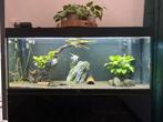 Juwel Rio 120 - krasvrij, Ophalen, Zo goed als nieuw, Gevuld zoetwateraquarium