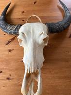Puntgave Buffel Schedel - Decoratie, Ophalen, Zo goed als nieuw, Boerderijdier, Schedel