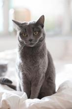 Britse korthaar poezen, Dieren en Toebehoren, Katten en Kittens | Raskatten | Korthaar, Poes