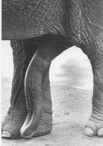you can do it -Dusan Bekcic- olifant heeft toch de grootste, Verzamelen, Ansichtkaarten | Dieren, Wild dier, Ongelopen, Ophalen of Verzenden