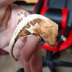 Mooie tricolor lilly white wimpergekko/crested gecko vrouw, Hagedis, 0 tot 2 jaar