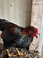 Mooie barnaveldse  haan, Dieren en Toebehoren, Pluimvee, Mannelijk, Kip