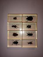 8 insecten in epoxy hars b, Ophalen of Verzenden, Nieuw, Insect, Opgezet dier