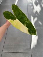 Philodendron burle marx variegata, Huis en Inrichting, Kamerplanten, Ophalen of Verzenden, Overige soorten, Minder dan 100 cm