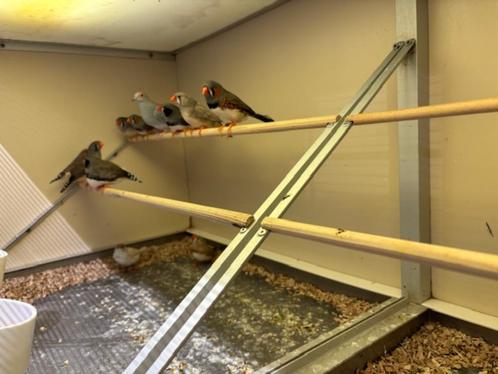 Te koop jonge zebravinken koppels en losse mannen, Dieren en Toebehoren, Vogels | Overige Vogels, Tropenvogel, Meerdere dieren