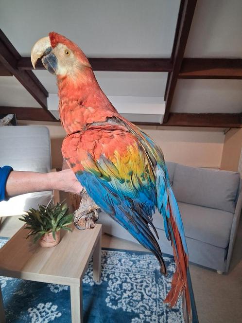 Opgezette Geelvleugelara (Ara macao), Verzamelen, Dierenverzamelingen, Opgezet dier, Vogel, Ophalen of Verzenden