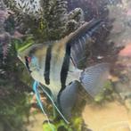 Prachtige grote maanvissen altum peru, Dieren en Toebehoren, Vissen | Aquariumvissen, Vis