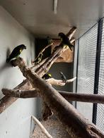 Ter overname meyer papegaai saturatis, Dieren en Toebehoren, Vogels | Parkieten en Papegaaien, Meerdere dieren, Papegaai