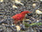 Bloody Mary OE, Neocaridina, Dieren en Toebehoren, Kreeft, Krab of Garnaal, Zoetwatervis