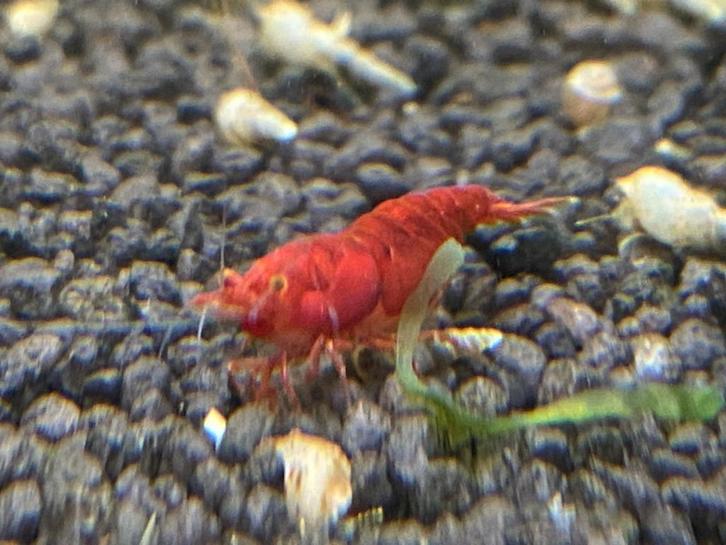 Bloody Mary OE, Neocaridina, Dieren en Toebehoren, Vissen | Aquariumvissen, Zoetwatervis, Kreeft, Krab of Garnaal
