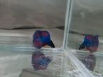 Betta splendens super delta kempvis man, Dieren en Toebehoren, Vissen | Aquariumvissen, Vis, Zoetwatervis