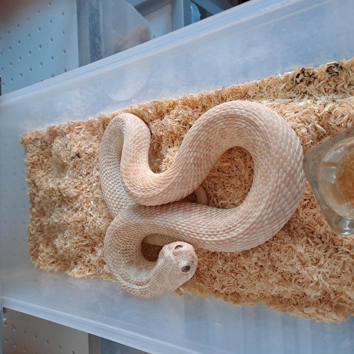 Heterodon nasicus snow koppel.