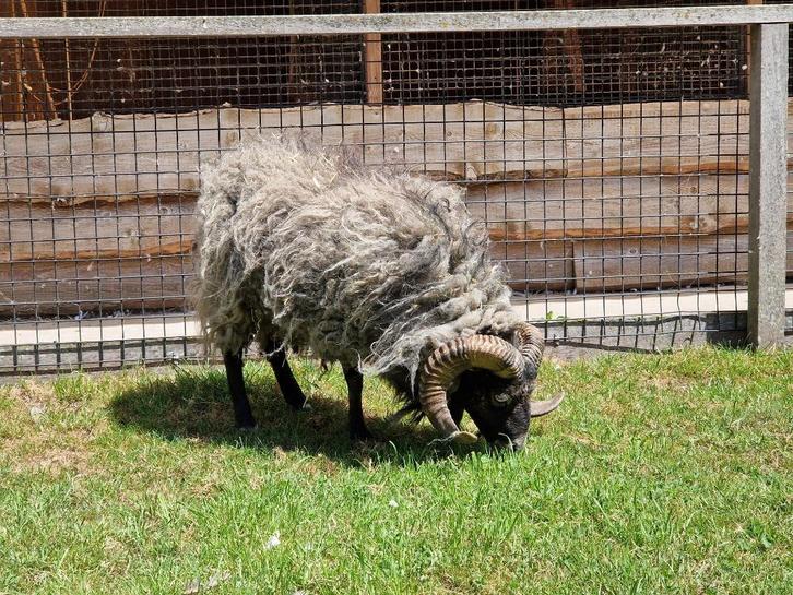 Dekram Ouessantschaap huren | Verschillende dieren, Dieren en Toebehoren, Schapen, Geiten en Varkens, Schaap, Mannelijk, 3 tot 5 jaar