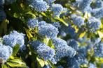 Amerikaanse sering – Ceanothus heesters/struiken, Ophalen of Verzenden, Eenjarig, Overige soorten, Volle zon