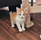 ️Super lieve gezonde kittens!, Dieren en Toebehoren, Katten en Kittens | Overige Katten, Meerdere dieren
