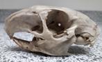 schedel knaagdier 10.5 cm oud!, Verzamelen, Dierenverzamelingen, Overige soorten, Gebruikt, Ophalen of Verzenden, Schedel