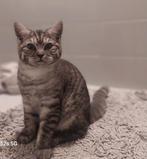 Britse korthaar kitten een katertje, Dieren en Toebehoren, Katten en Kittens | Raskatten | Korthaar, Kater, Gechipt, 0 tot 2 jaar