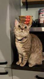 poes, Dieren en Toebehoren, Katten en Kittens | Overige Katten, Poes