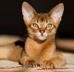 Zoek een aanhankelijke kitten, Dieren en Toebehoren, Katten en Kittens | Raskatten | Korthaar, 0 tot 2 jaar, Kater
