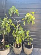 Vijgenboom, Tuin en Terras, Planten | Fruitbomen, Ophalen, 100 tot 250 cm, Vijgenboom