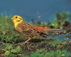 GEZOCHT.  Geelgors man.  Geelgors. Geelgorsen.  Geelgorzen, Dieren en Toebehoren, Vogels | Overige Vogels, Mannelijk, Tropenvogel