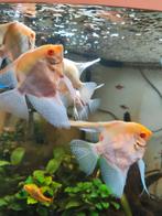 Pterophyllum Scalare rio nanay albino XXL albino 2m 3v, Dieren en Toebehoren, Vis, Zoetwatervis