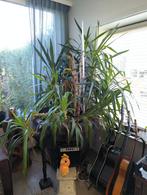 Yucca GROOT, Huis en Inrichting, Kamerplanten, Yucca, 150 tot 200 cm, Halfschaduw, In pot