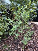 Eucalyptus coccifera/ Tasmaanse Cidergom., Tuin en Terras, Planten | Bomen, Overige soorten, 100 tot 250 cm, Ophalen, Volle zon
