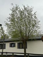 Verse wilgentakken per boom, Overige soorten, Volle zon, 250 tot 400 cm, Ophalen