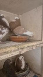 Mooie geelbonte dofferuit de tuin, Dieren en Toebehoren, Vogels | Duiven