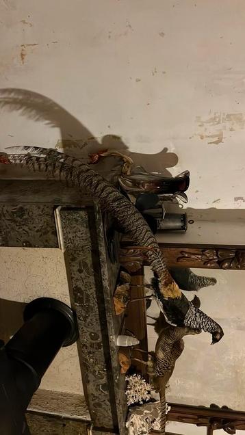 Opgezette goudfazant taxidermie, in nette staat beschikbaar voor biedingen