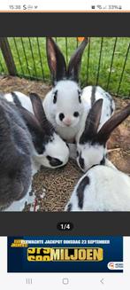 Jonge Lotharinger rammetje, Dieren en Toebehoren, Mannelijk, Groot