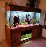 Groot aquarium  maanvissen, Dieren en Toebehoren, Ophalen of Verzenden, Zo goed als nieuw, Gevuld zoetwateraquarium