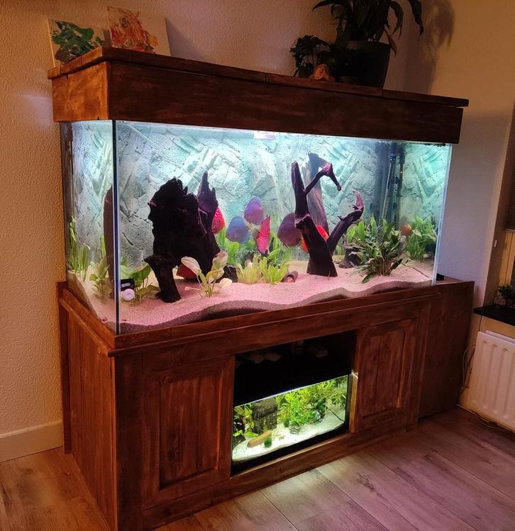 Groot aquarium  maanvissen, Dieren en Toebehoren, Vissen | Aquaria en Toebehoren, Zo goed als nieuw, Gevuld zoetwateraquarium