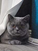 Britse Korthaar kater (4 jaar) zoekt ervaren thuis, Kater, Gechipt, 3 tot 5 jaar