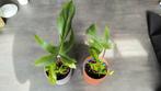 Philodendron Florida Beauty 2 & 3 🌱, Overige soorten, Minder dan 100 cm, Groene kamerplant, Halfschaduw