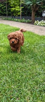 Toypoedel Reutje Rood mag 12 aug Verhuizen Thuisnestje, Dieren en Toebehoren, Honden | Chihuahua's en Gezelschapshonden, Poedel