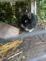 Dwergkonijn met hok en ren, Dieren en Toebehoren, Konijnen, Vrouwelijk, 3 tot 5 jaar