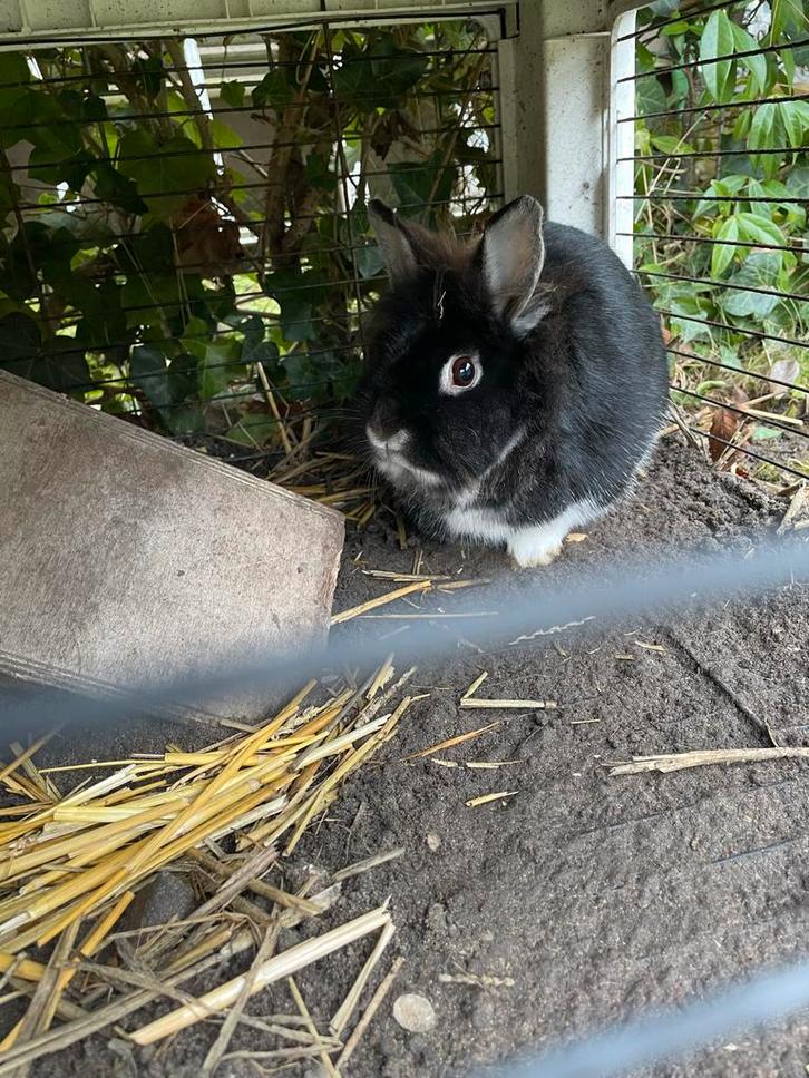 Dwergkonijn met hok en ren, Dieren en Toebehoren, Konijnen, Vrouwelijk, 3 tot 5 jaar