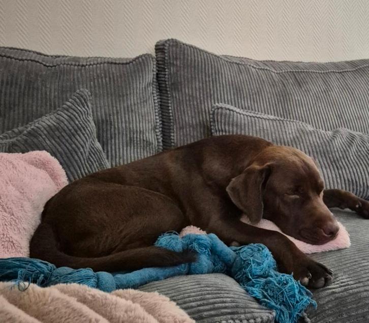 Super lieve labrador knuffel pup, Dieren en Toebehoren, Honden-accessoires, Zo goed als nieuw, Ophalen