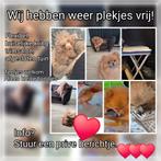 Weer plekjes vrij voor teefjes kleine hondjes, Dieren en Toebehoren, Keeshond, 1 tot 2 jaar, Teef, Meerdere