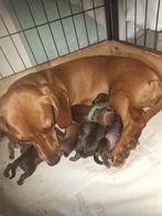 Kortharige bruine dwerg teckel pup pups, Dieren en Toebehoren, Korthaar, Meerdere, Meerdere dieren, Nederland