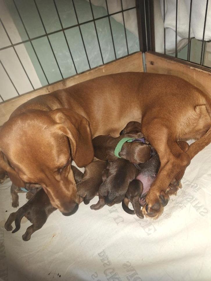 Kortharige bruine dwerg teckel pup pups, Dieren en Toebehoren, Honden | Teckels en Dashonden, Meerdere dieren, Korthaar, Fokker | Hobbymatig